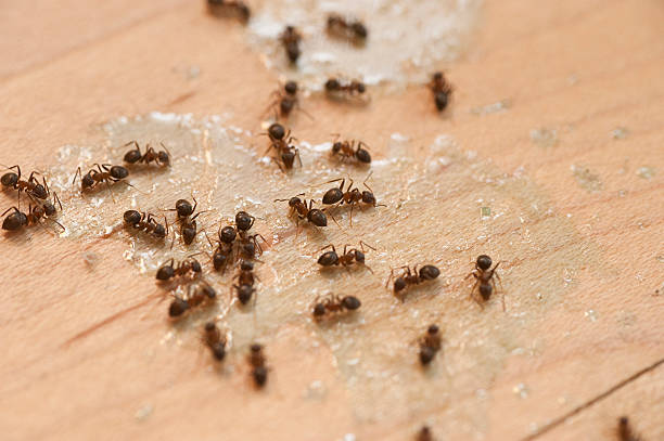Best Affordable Pest Control Services  in Crenshaw, MS